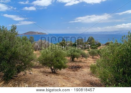 Olive trees on the coast of the Gulf of Mirabello. Crete. Greece.