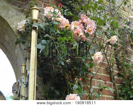 Beautiful pink roses growing against a brick wall next to a gold-colored outdoor lamp.