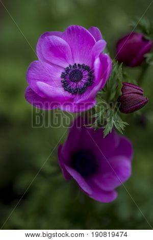 Fine Art Shallow Depth Of Field Image Of Anemone De Caen Flower In Spring