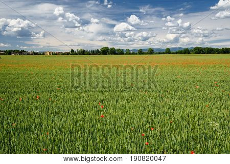 Springtime landscape in the park of Grugnotorto between Milan and Monza (Brianza Lombardy Italy) with poppies