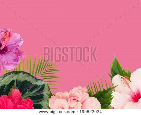 tropical flowers and leaves - border of fresh multicilored hibiscus flowers and exotic palm leaves on pink