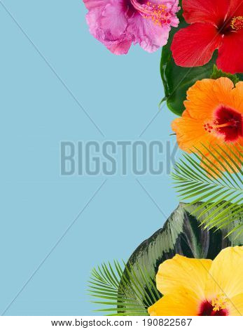 tropical flowers and leaves - border of fresh multicilored hibiscus flowers and exotic palm leaves on blue background