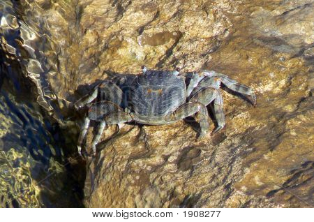 Rák egy nedves rock