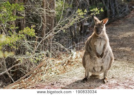 Red-necked wallaby standing on forest ground in the sun, afternoon in Tasmania, Australia 