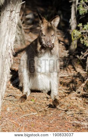 Red-necked wallaby standing grooming itself on forest ground in the sun, afternoon in Tasmania, Australia 
