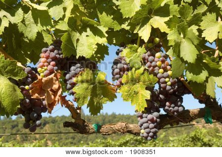 Grapevine