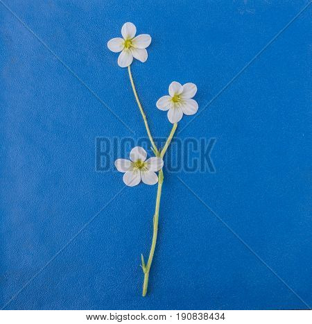 Live small white flowers panno on blue bakcground