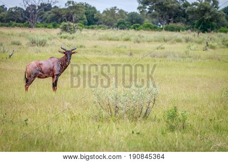 A Tsessebe Starring At The Camera.