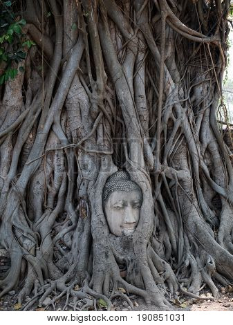 Buddha Head Tree Wat Maha That trapped in Bodhi Tree roots. Ayutthaya historical park