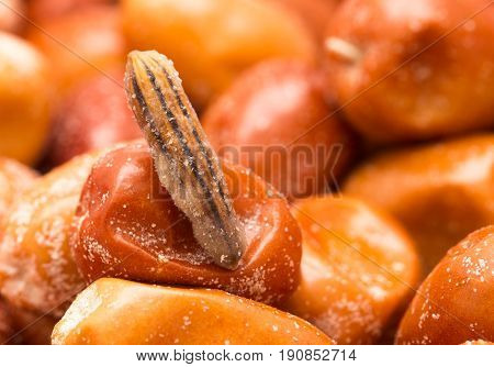 Eleagnus as background . A close A photo