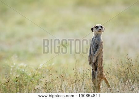 Meerkat On The Look Out In The Kalagadi.