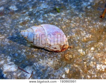 Snail shell. Foreground of a snail. Snail close-up. Land snail. Slug sheltered in its shell