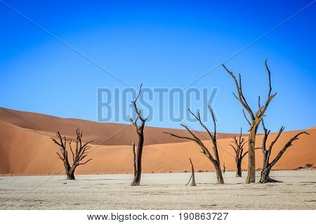 Dead Trees In A Salt Pan In The Deadvlei.