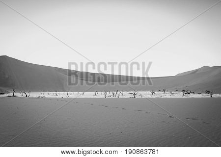 Dead Trees In A Salt Pan In The Deadvlei.