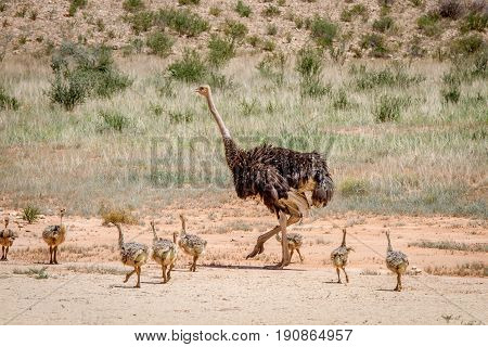 Mother Ostrich With Lots Of Chicks.
