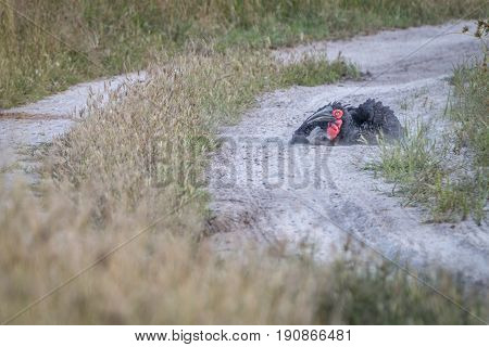 A Southern Ground Hornbill Dust Bathing.