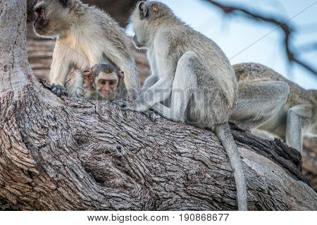 Several Vervet Monkeys Resting On A Tree.