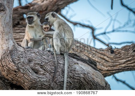 Two Vervet Monkeys Resting On A Tree.