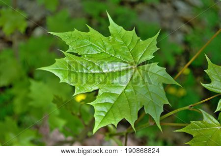The first spring leaf of the maple is covered with a gentle gloss that covers the bright greenery.