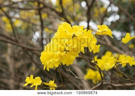 Yellow flower Tabebuia chrysantha NicholsTallow PuiGolden tree in summer