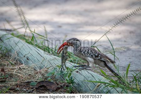 Red-billed Hornbill With A Kill.