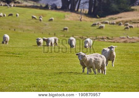 Sheep grazing on agreen field