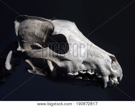 Wolf skull in spotlight, mounted in a museum