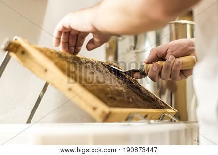 Honeycomb will open unwaxing fork beekeeper uncapped for harvest golden delicious honey closeup