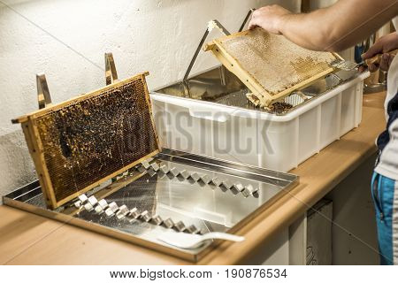 Honeycomb will open unwaxing fork beekeeper uncapped for harvest golden delicious honey closeup