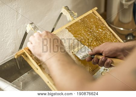 Honeycomb will open unwaxing fork beekeeper uncapped for harvest golden delicious honey closeup