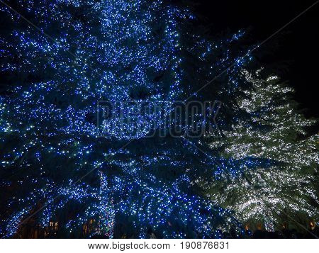 Illumination At Nabana No Sato In Japan