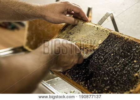 Honeycomb will open unwaxing fork beekeeper uncapped for harvest golden delicious honey closeup