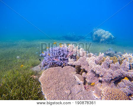 Coral reef landscape with sea grass. Young coral formation in shallow sea. Turquoise sea and tropical seabottom photo. Sea animals and plants. Exotic seashore. Marine inhabitants. Seawater ecosystem