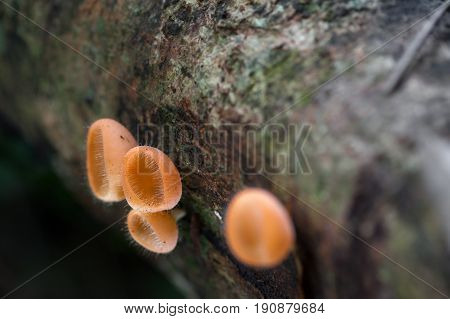 Mushrooms orange fungi cup (Cookeina sulcipes (Berk.) Kuntze.) on decay wood in the rain forest.