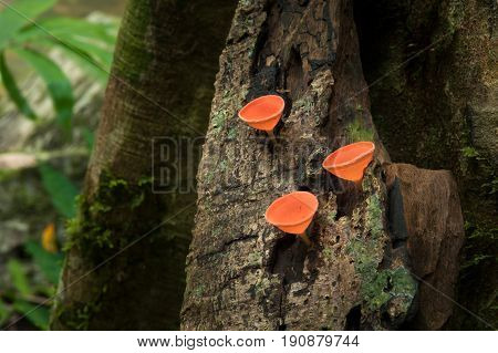 Mushrooms orange fungi cup ( Cookeina sulcipes ) on decay wood in the rain forest.