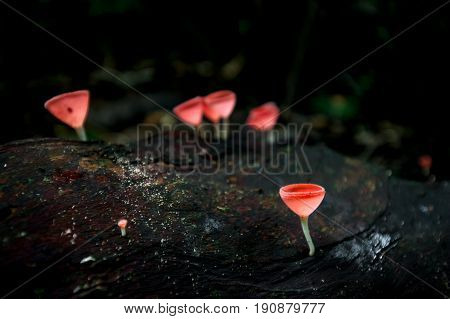 Mushrooms orange fungi cup ( Cookeina sulcipes ) on decay wood in the rain forest.