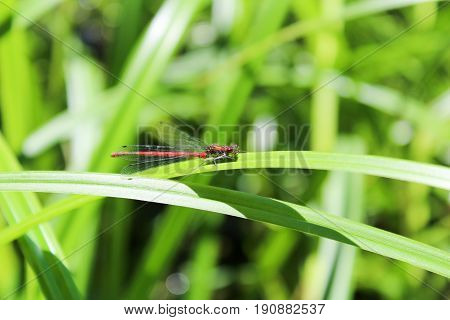 Red Pyrrhosoma Nymphula On Green Grass Leave
