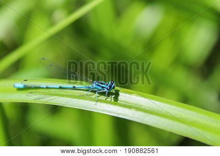 Blue Coenagrion Scitulum On Green Grass Leave From Side, Macro Photo