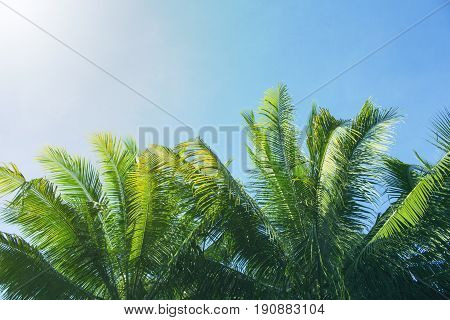 Palm tree crown with fluffy leaves on blue sky background. Palm on sky toned photo. Palm leaf frame. Tropical vacation banner template with text place. Tropical paradise background. Fluffy leaf border