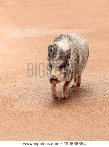 Domestic Pot Bellied Pig Sus Scrofa Domesticus