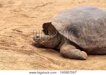 Santa Cruz Island Tortoise Chelonoidis nigra porter is part of the Galapagos Island giant tortoises.