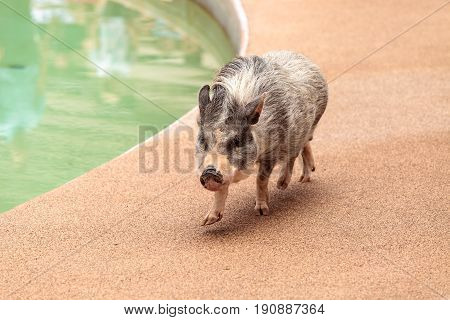 Domestic Pot Bellied Pig Sus Scrofa Domesticus