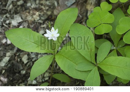 Starflower plant close up shot local focus