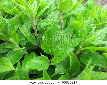 Lichwort, Parietaria officinalis, in herb garden in spring