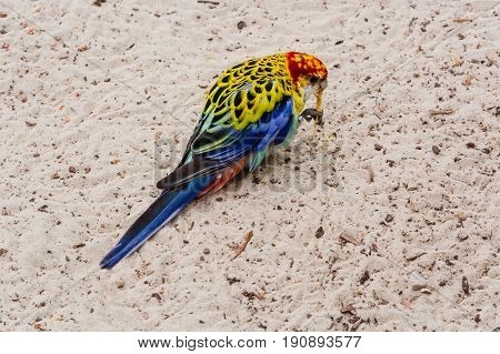 A colorful parakeet is called the platypus or Rosella.