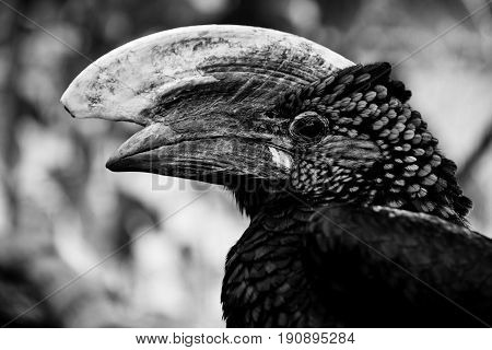 hornbill bird - bycamistes brevis - black and white animals portraits