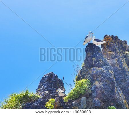 Seagulls are sitting in pairs on nests on a rock against the background of the blue sky
