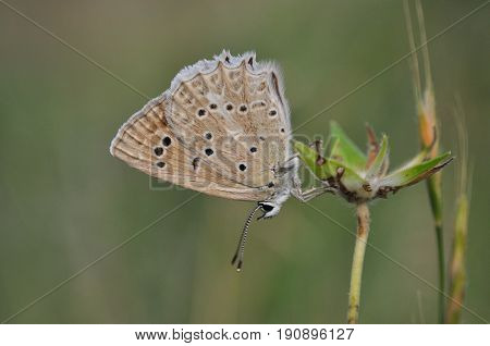 Polyommatus daphnis, the Meleager's blue,  is a butterfly of the Lycaenidae family. Small blue butterfly in wild nature