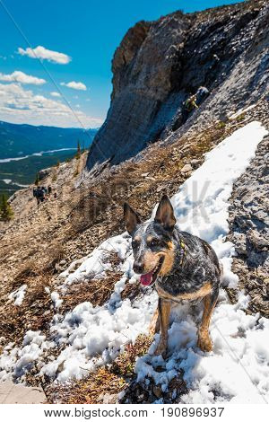 Rocky Mountain Dog