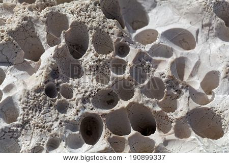 Bioerosion boring traces of boring organisms on a coastal limestone.